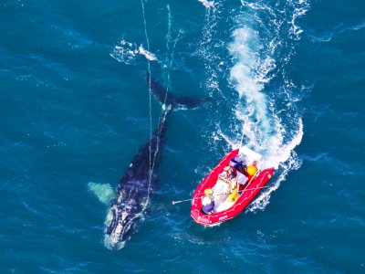 Watch right whales in Maldonado