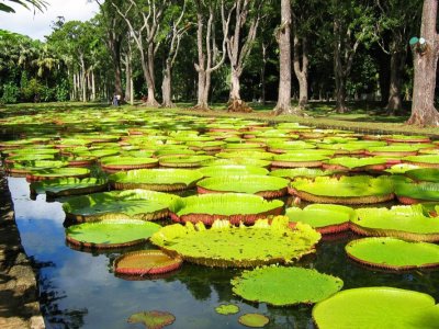 See giant nenuphars in Port Louis