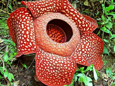 See Rafflesia flower blossom in Borneo