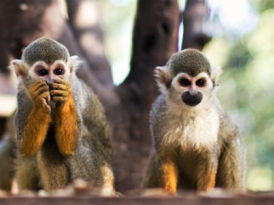 Visit monkey park in Tel Aviv-Yafo