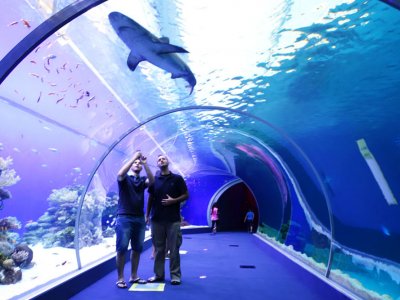 Visit underwater observatory in Eilat