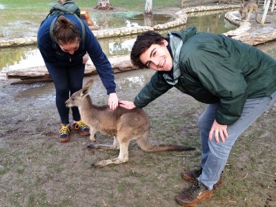 Pat a kangaroo in Beit She'an