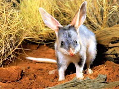 See a bilby in Sydney