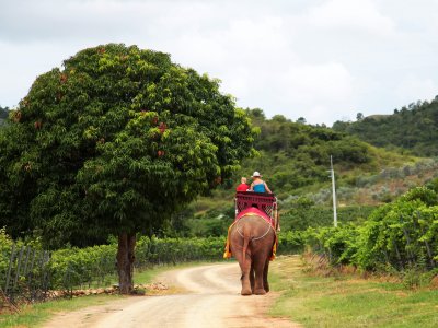 Ride an elephant in Phuket