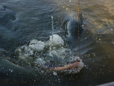 Feed a giant arapaima fish in Pattaya