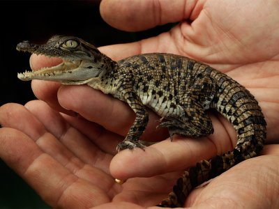 Hatch baby crocodiles from eggs in Pattaya