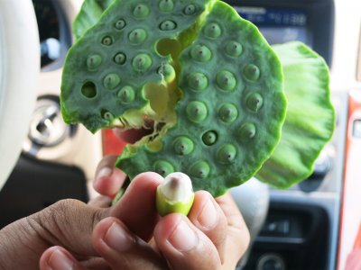 Try some lotus seeds on Koh Samui