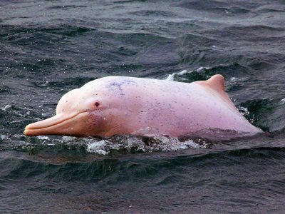 See the pink dolphins on Koh Samui