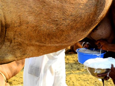 Try fresh camel milk in Al Ain