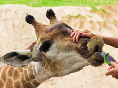 Feed giraffes in Al Ain