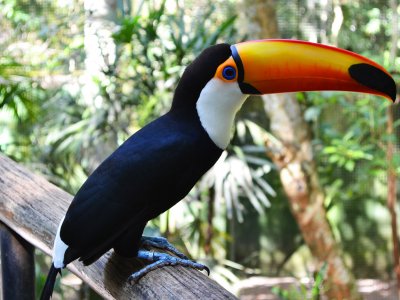 See the toucan in Rio de Janeiro