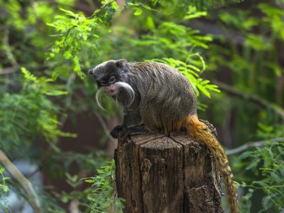 See tamarins in Rio de Janeiro