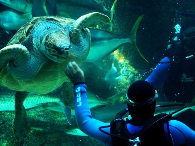 Feed turtles in Cape Town