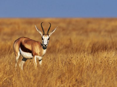 See a springbok — the symbol of the RSA in Cape Town