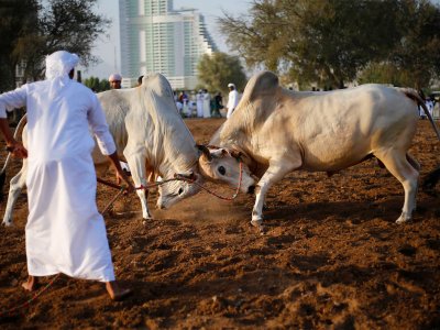 See bullfights in Fujairah