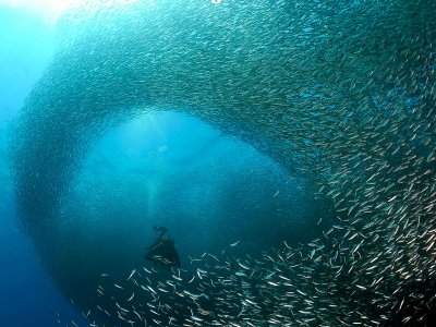 Diving in the Sardine Run in Cape Town
