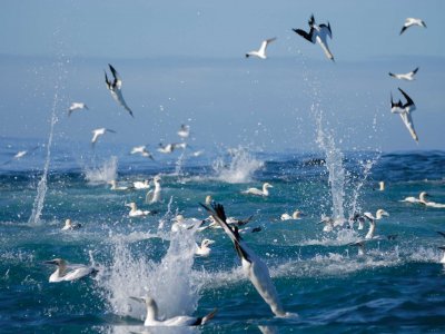 Watch birds catching fish at the Sardine Run in Cape Town