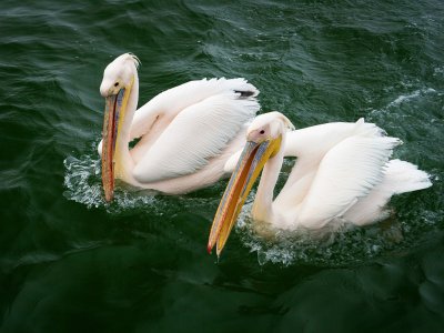 Feed pink pelicans in Guadalajara