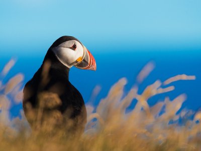 See Atlantic puffins in their habitat in Reykjavik