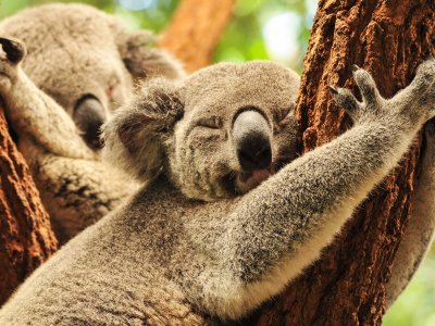 See koalas in Sydney