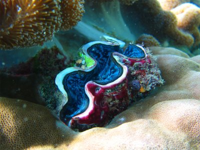See tridacna in Cairns
