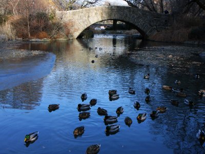 Feed ducks in Central Park in New York