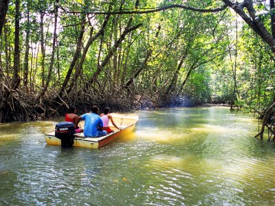 Take a boat ride alongh the mangroves in Abu Dhabi
