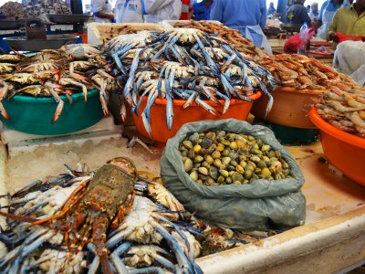 Visit Fish Souk in Dubai