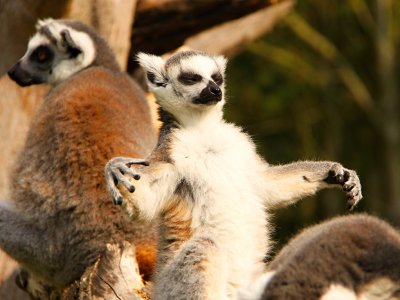 See a lemur in Antananarivo