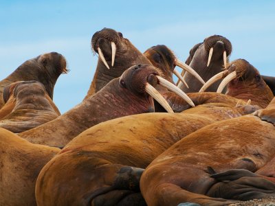 See walruses in Svalbard