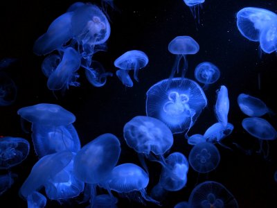 Meditate by the aquarium with jellyfish in Bangkok