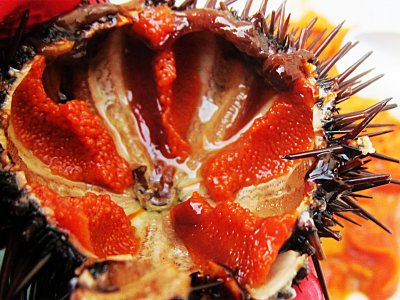 Hunt for sea urchins on Sardinia