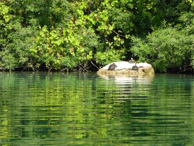 See pond sliders on Crete