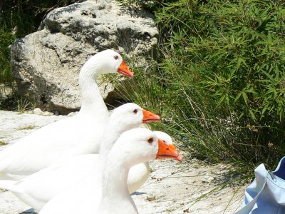 Feed the wild geese and ducks near the lake Kournas on Crete