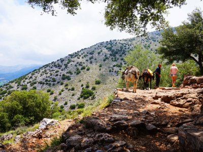 Ride on a donkey on Crete