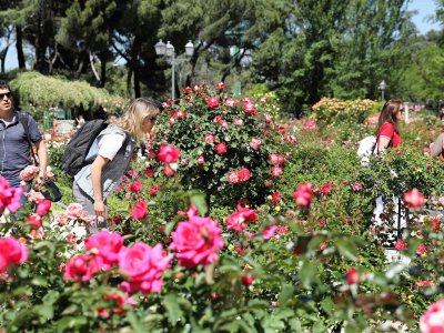 Walk through the rose garden in the city park in Madrid