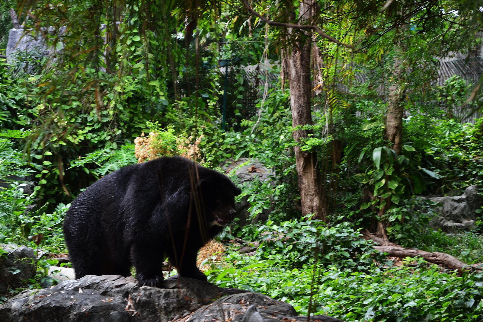 Dusit Zoo, Bangkok