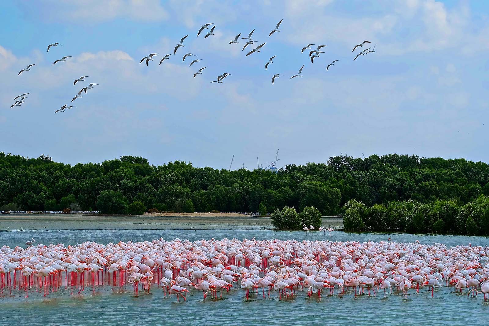 Ras Al Khor Wildlife Sanctuary, Dubai