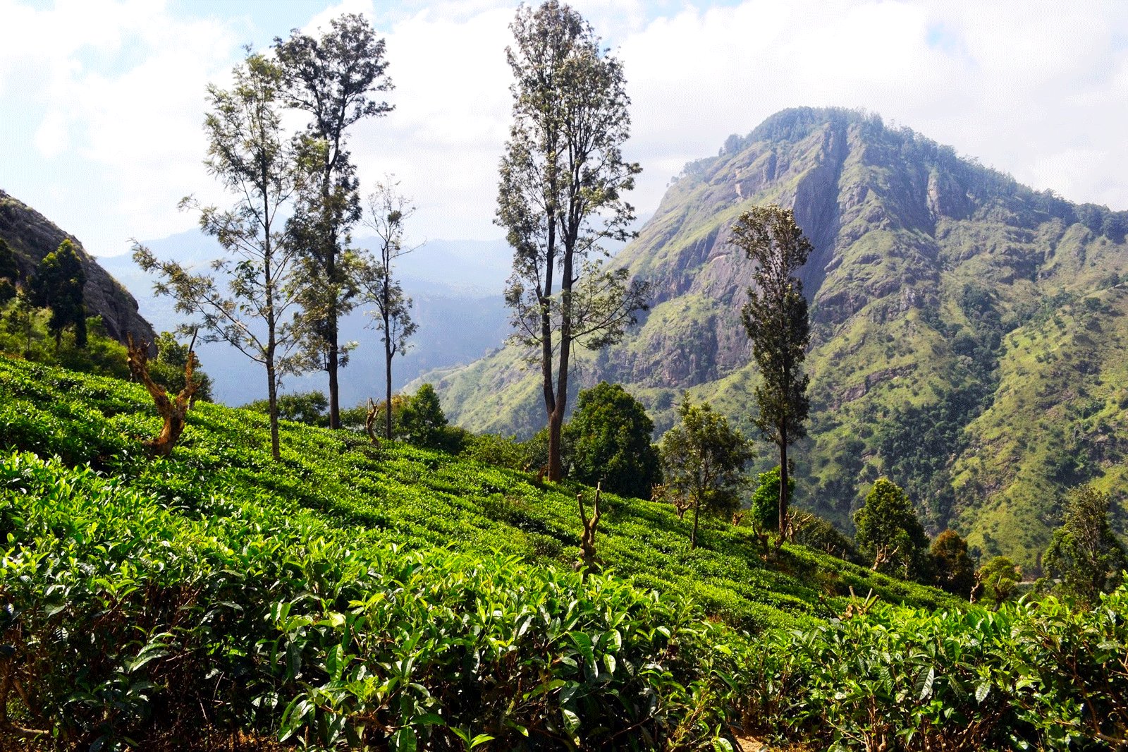 Ella, Nuwara Eliya