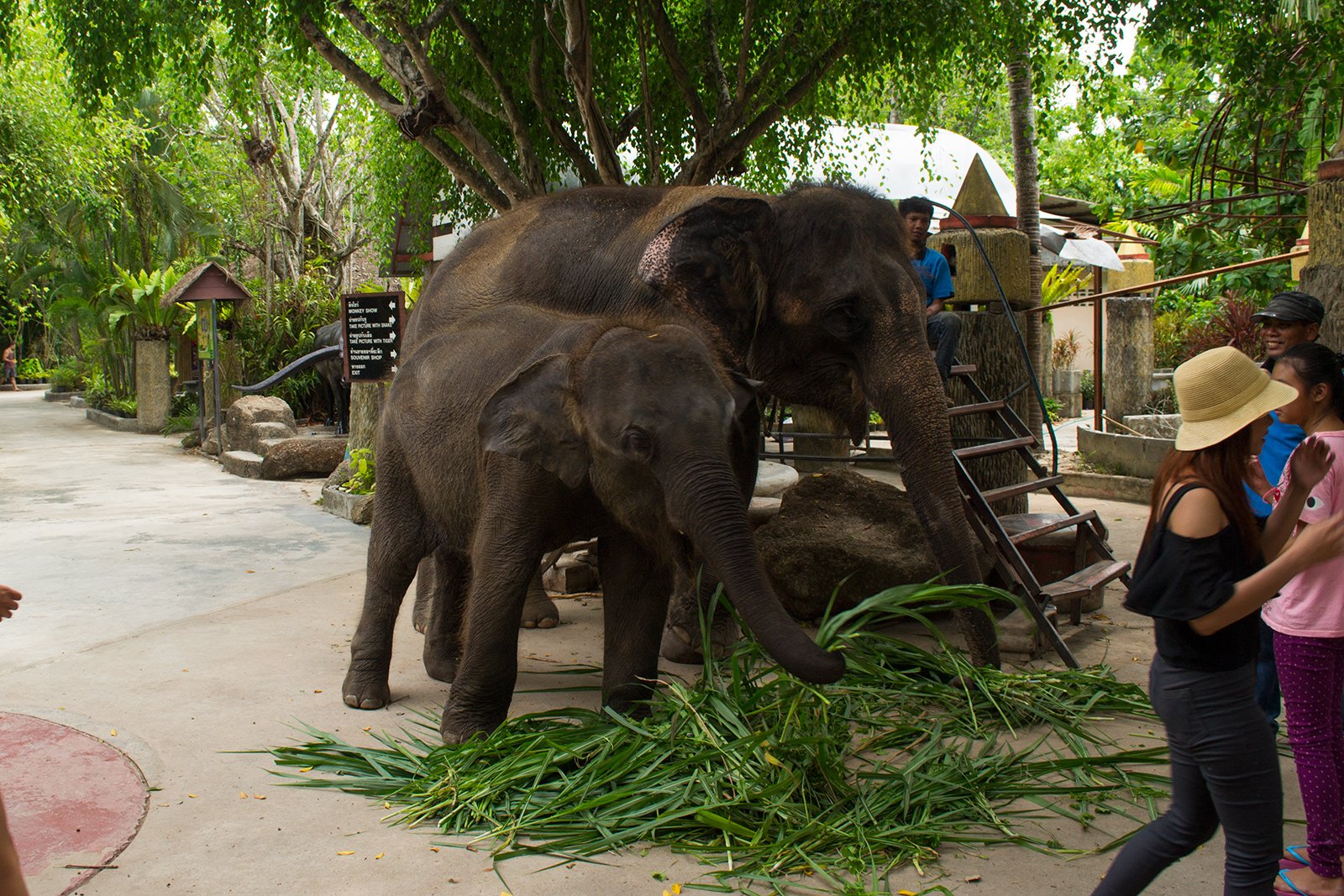 The Phuket Zoo, Phuket