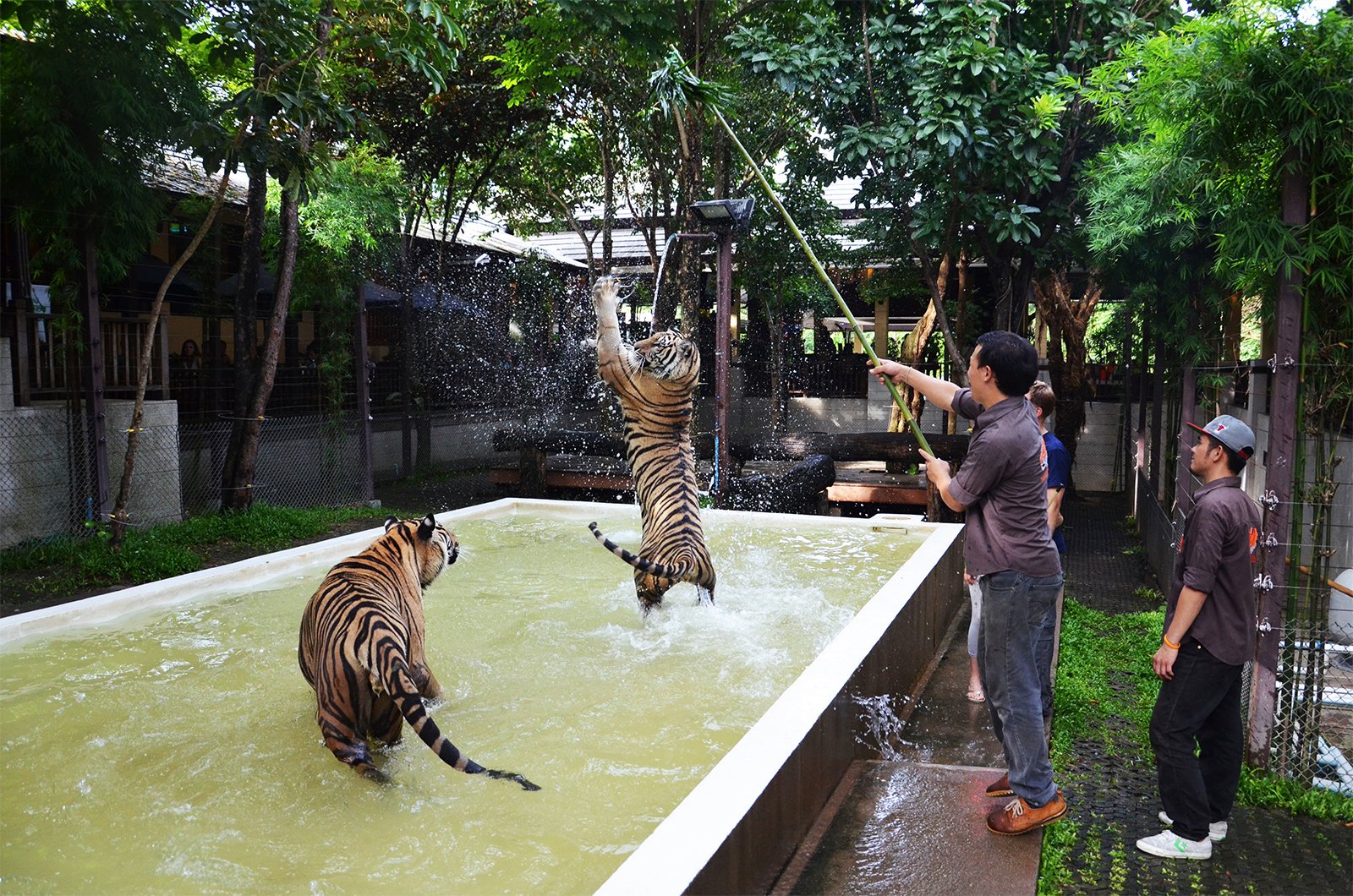 The Tiger Kingdom zoo, Phuket