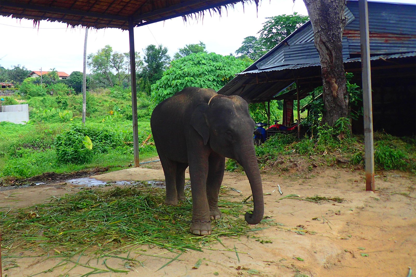 Phuchada Safari Park, Phuket