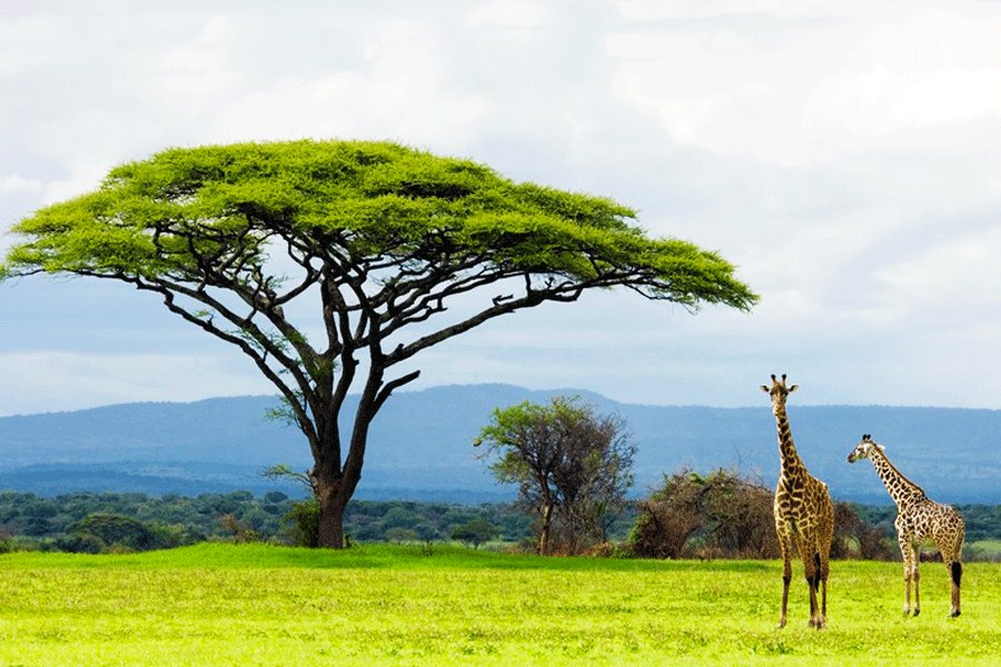 Serengeti national park, Mwanza