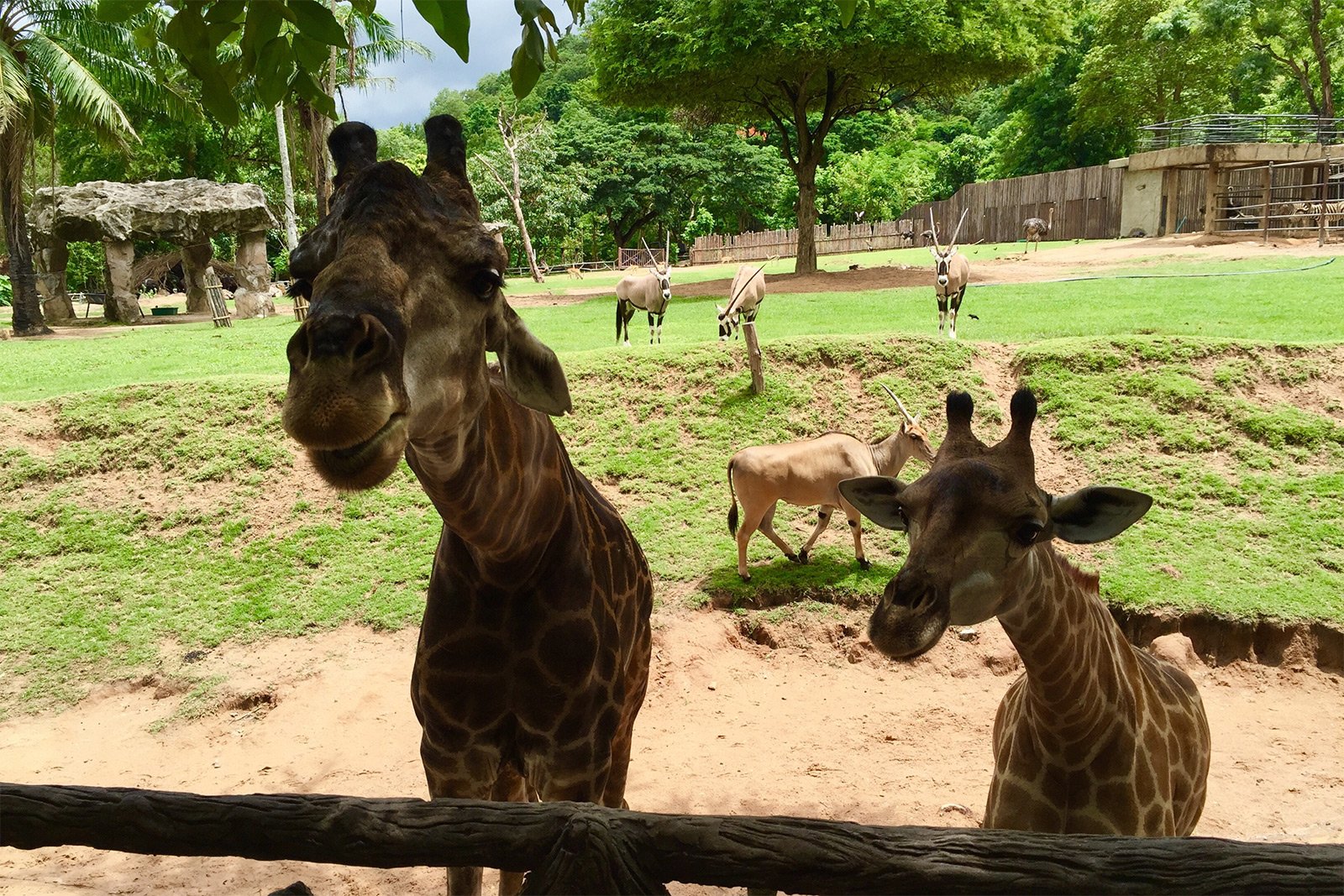 safari zoo pattaya