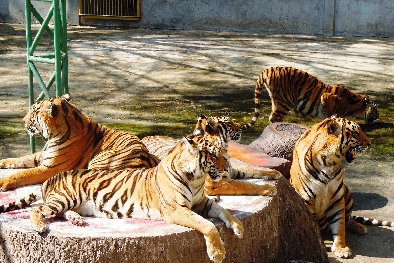 tiger zoo pattaya