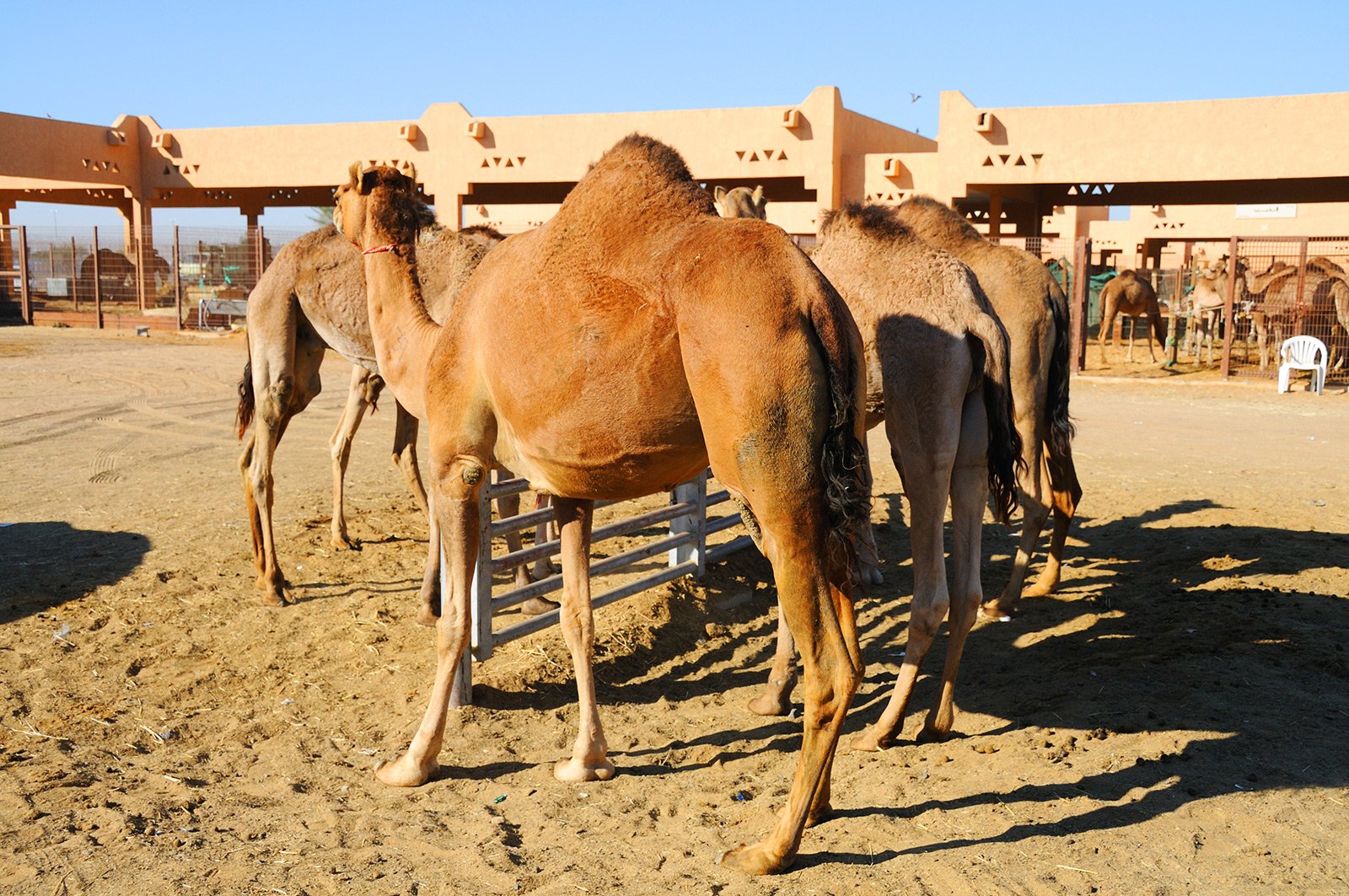 Camel Market, Al Ain