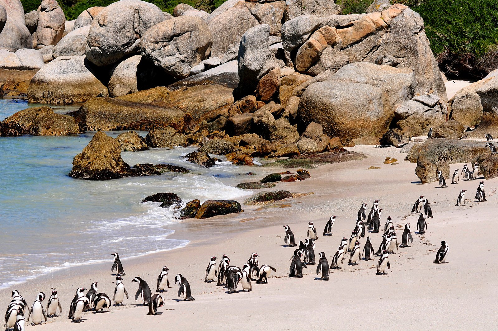 Boulders Beach, Cape Town