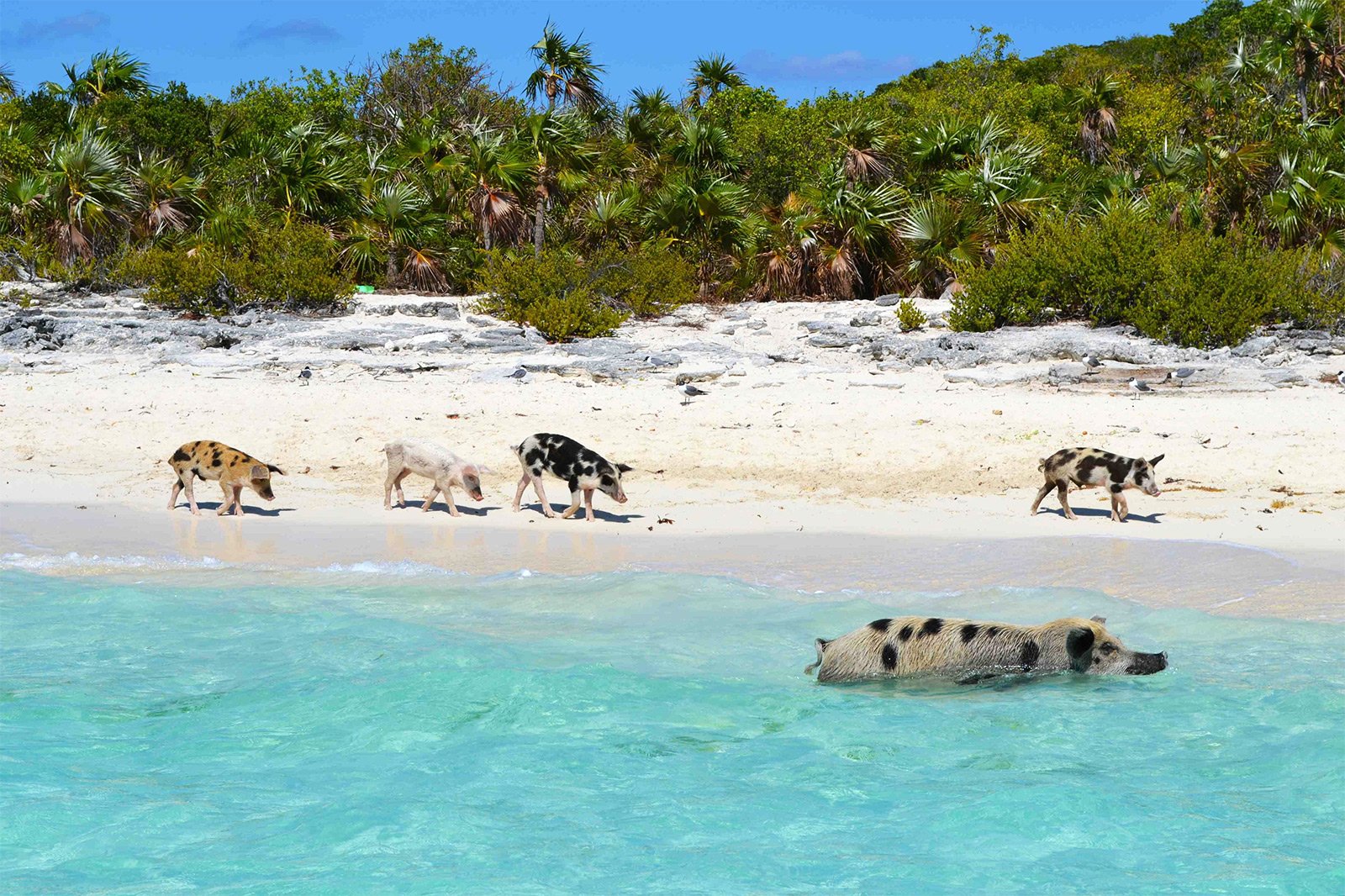 Pig Beach, George Town