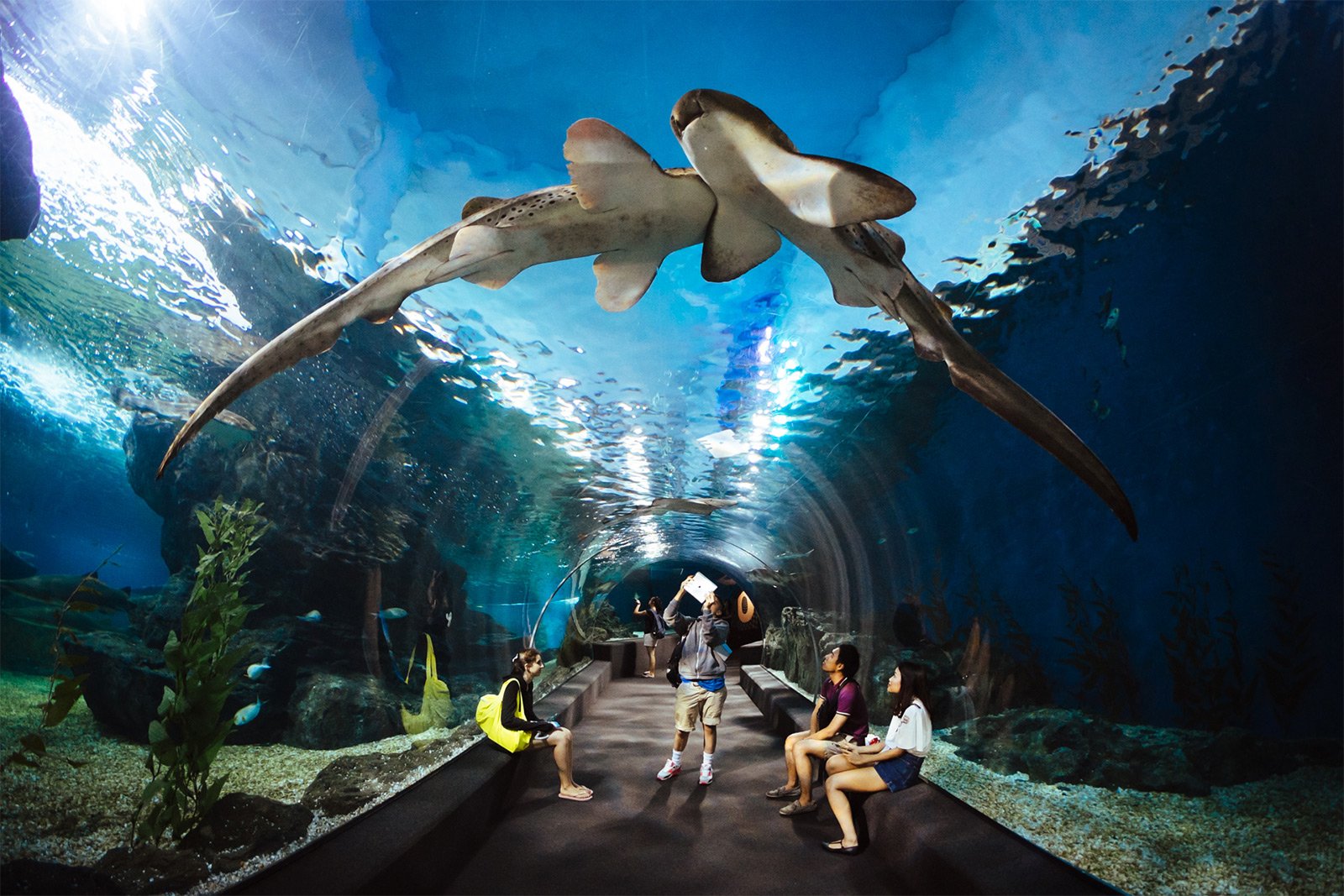 Siam Ocean World Aquarium, Bangkok