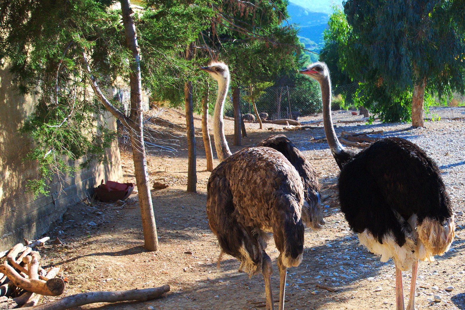 Ostrich Farm & Park, Rhodes